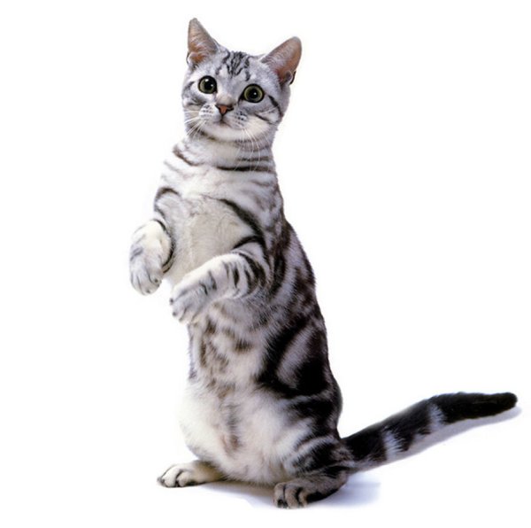 Американская короткошерстная кошка на белом фоне