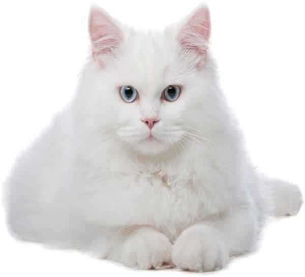 Кошка на белом фоне