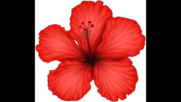 Гавайские цветы гибискуса эйвон