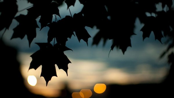 Осень листья ночь