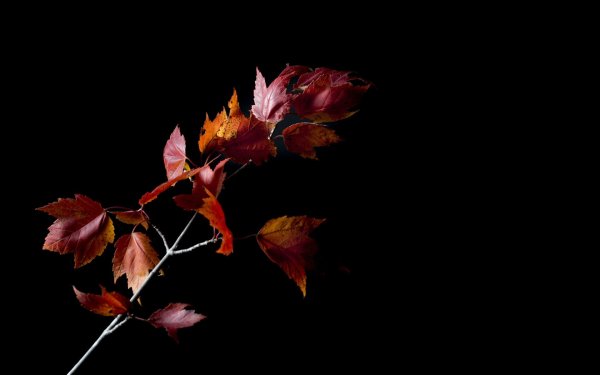 Осенние листья на темном фоне