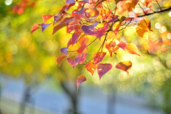 Осенний фон для фотошопа