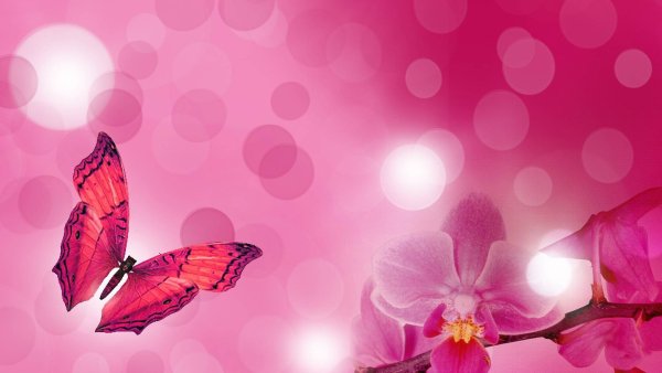 Красивые розовые бабочки