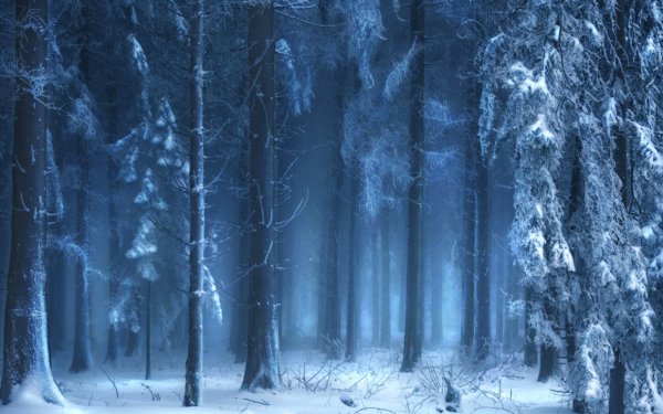 Красивый снежный фон леса