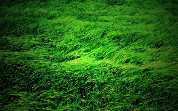 Зеленая трава фон