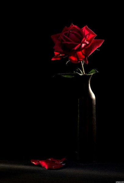 Красная рожа на черном фоне