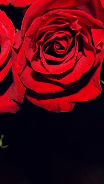 Красная роза на фоне черного цвета
