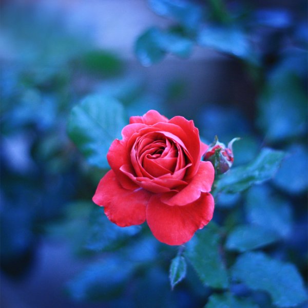 Розы голубые и красные