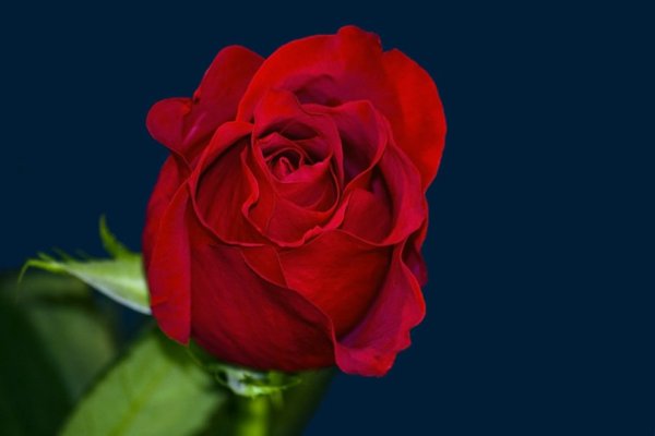 Красные розы на темно-синем фоне