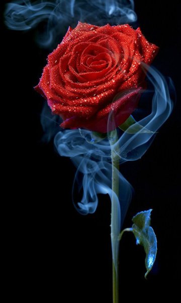 Роза в дыму