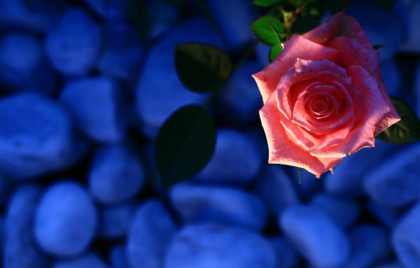 Розы на голубом фоне