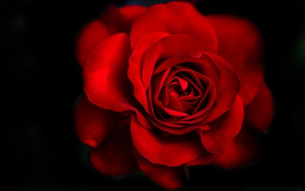 Красная роза на темном фоне