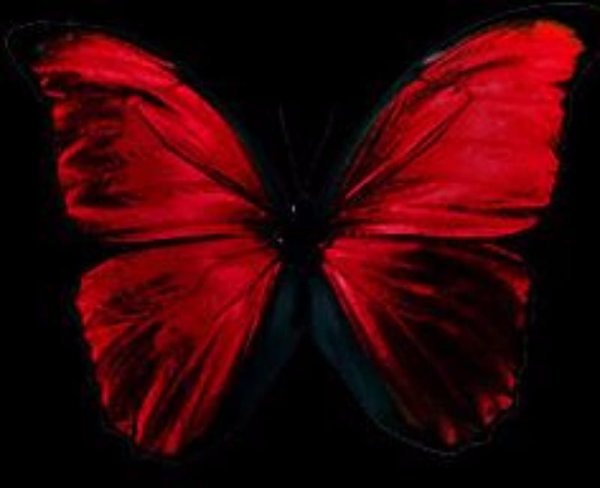 Красные бабочки на темном фоне