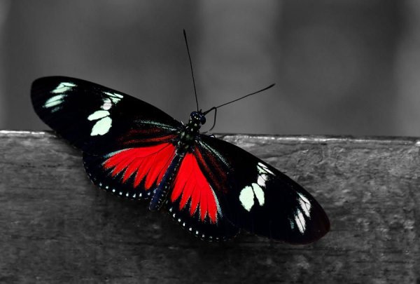 Красная бабочка