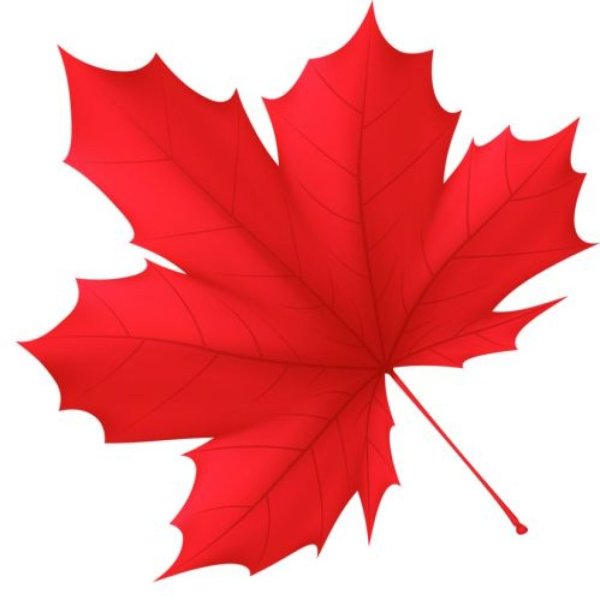Maple кленовый лист