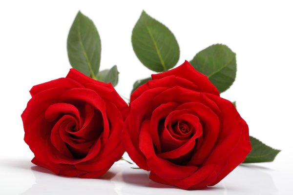 Роза красная комнатная (Rose Red) d9см