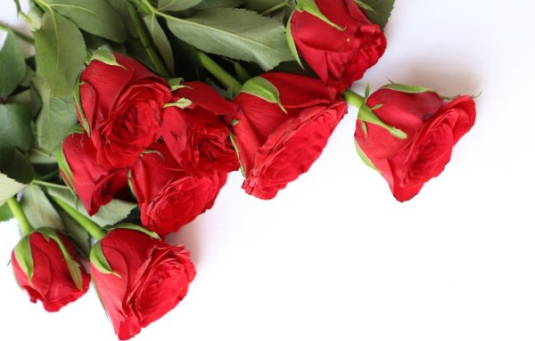 Цветы красные розы букет