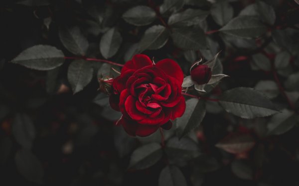 Роза бархатная ночь