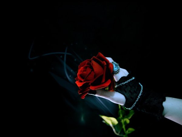 Розы на темном фоне