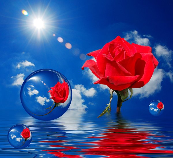 Красные розы на голубом фоне