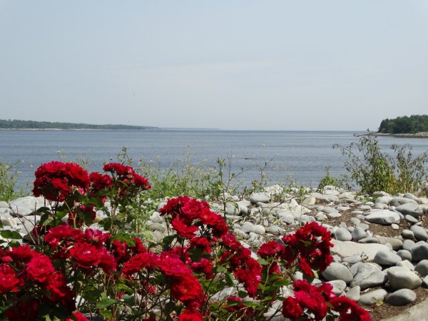 Красные розы на фоне моря