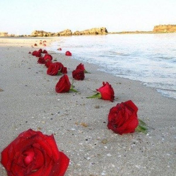 Роза на песке