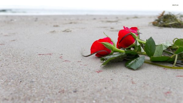 Две розы на берегу моря