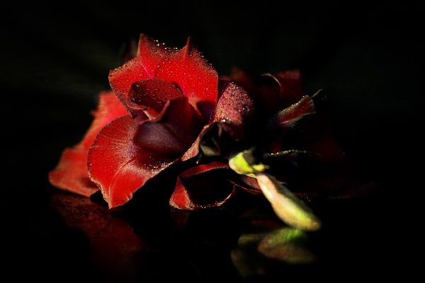 Красные цветы на черном фоне
