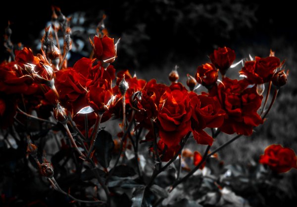 Бордовый куст роз