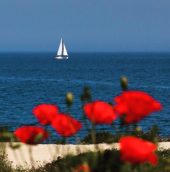 Крым море цветы