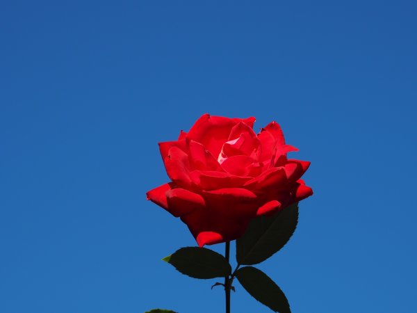 Розы на фоне неба