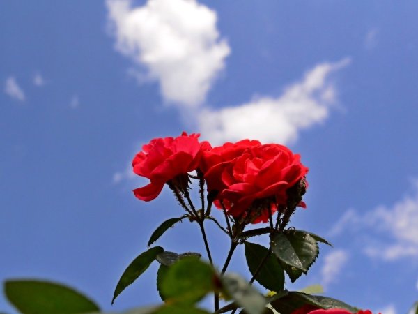 Красные цветы на фоне неба