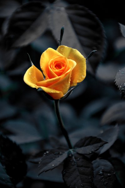 Роза черно желтая