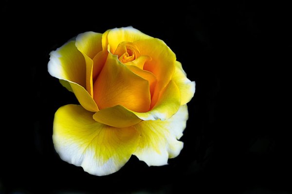 Роза черно желтая