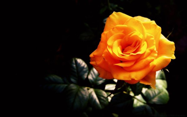 Оранжевая роза на черном фоне