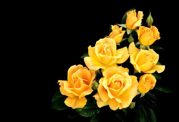 Желтые розы Тантау