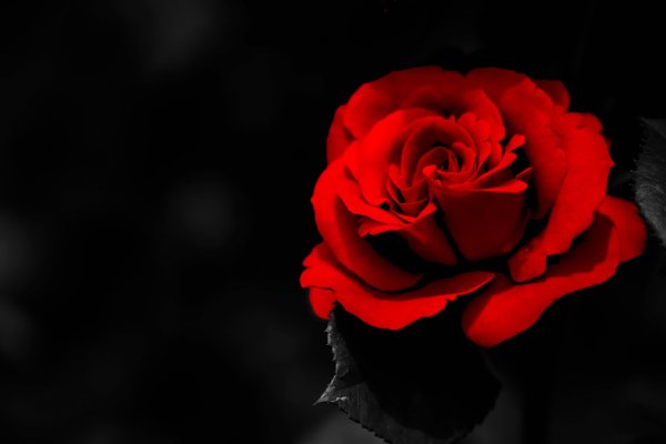 Красная роза на черном