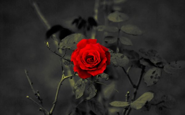 Мрачная роза