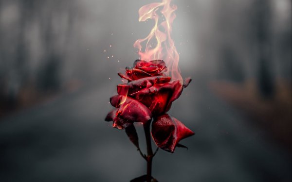 Роза горит