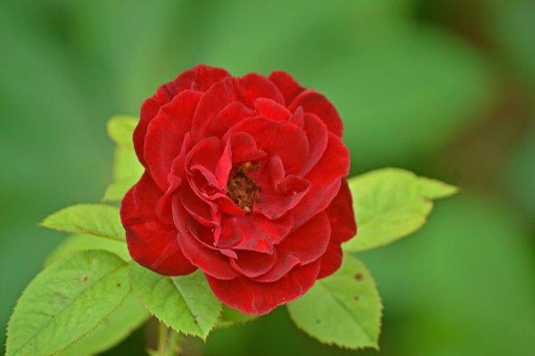 Роза флорибунда зеленая