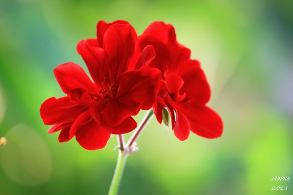 Красно зеленый цветок