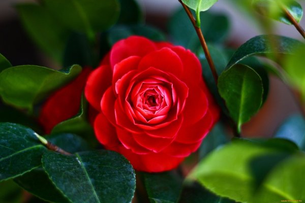 Роза красная Камелия