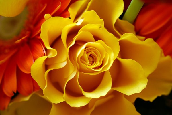 Роза Harison's Yellow