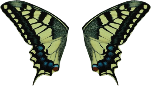 Махаон бабочка Махаон