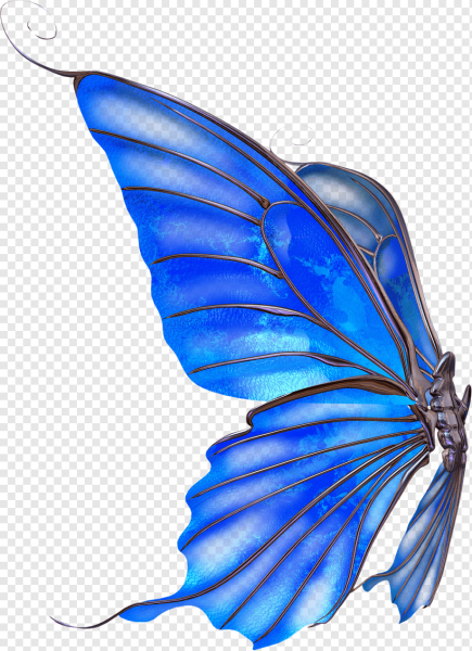 Крылья бабочки на белом фоне