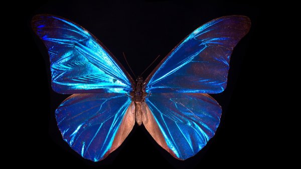 Бабочка с синими крыльями