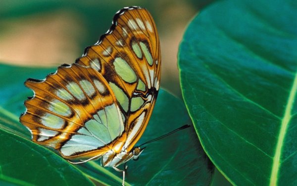 Зеленая Тропическая бабочка