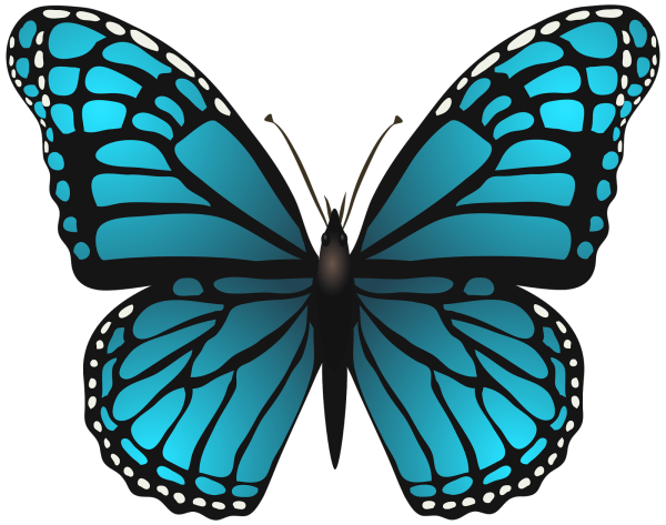 Картинка бабочка на прозрачном фоне