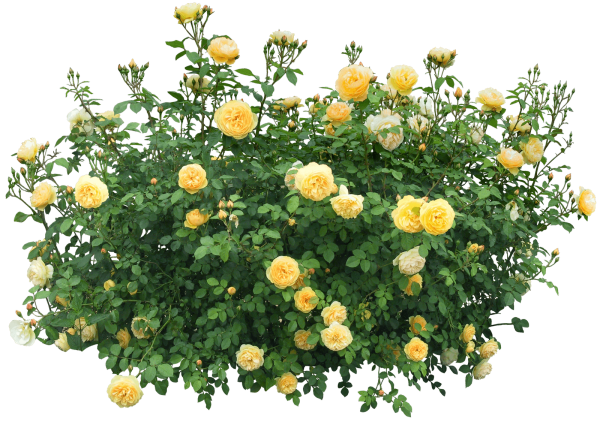 Кустарниковая желтая роза