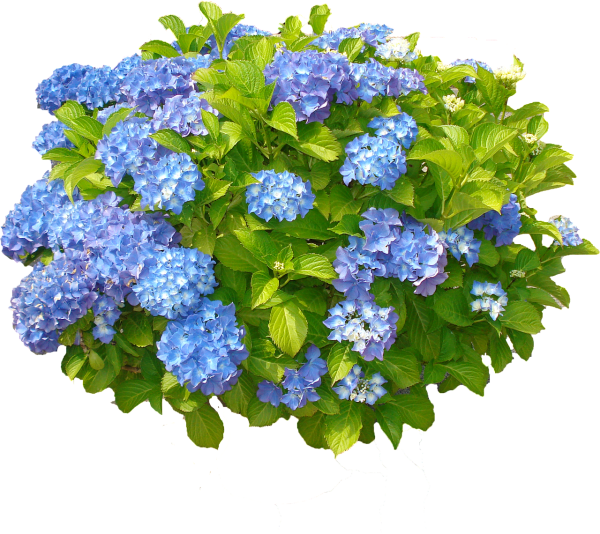Гортензия голубая куст